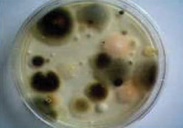 Mold in a Petri dish